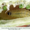tomares callimachus novorossiysk larva3